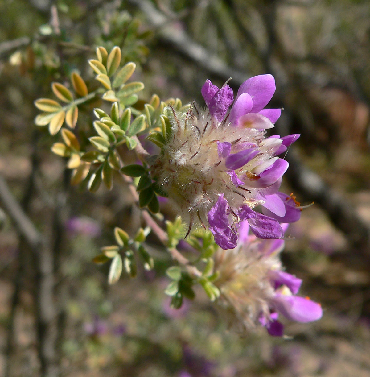 Dalea pulchra