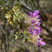 Santa Catalina Prairie Clover - Photo (c) Stan Shebs, some rights reserved (CC BY-SA)