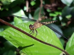 Neurothemis terminata