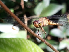 Neurothemis terminata