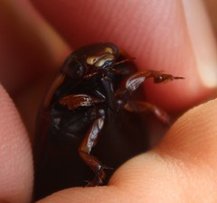 Megadytes