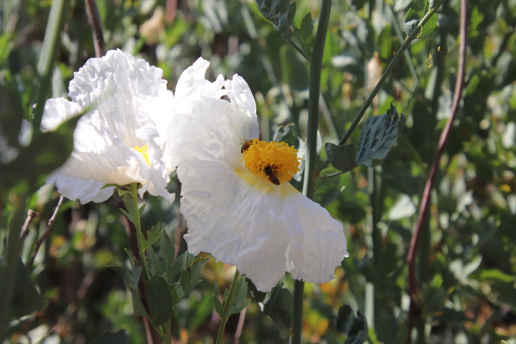 Romneya trichocalyx, San Diego, CA, USA
