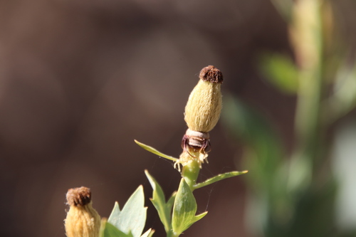 Romneya trichocalyx