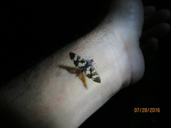 Desmia bajulalis