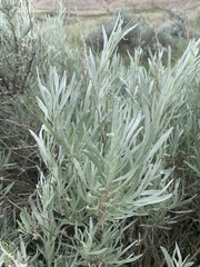 Artemisia cana