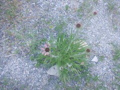 Echinacea tennesseensis