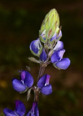Lupinus affinis
