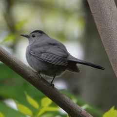 Dumetella carolinensis