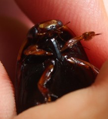 Megadytes