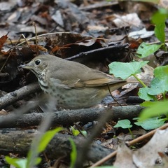 Catharus guttatus