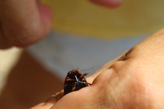 Megadytes