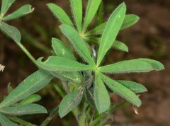 Lupinus affinis