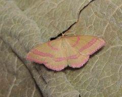 Rhodostrophia calabra