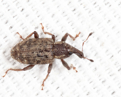 Listronotus humilis