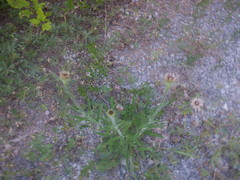 Echinacea tennesseensis