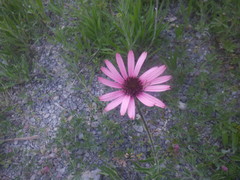 Echinacea tennesseensis