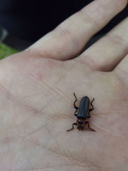 Cantharis annularis