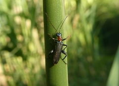 Oedemera croceicollis