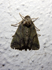 Polyphaenis sericata