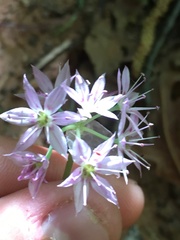 Allium bisceptrum