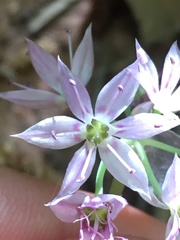 Allium bisceptrum