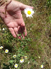 Aphanostephus skirrhobasis