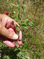 Aphanostephus skirrhobasis