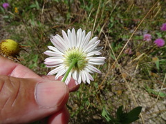 Aphanostephus skirrhobasis