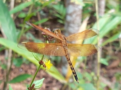 Neurothemis terminata