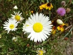 Aphanostephus skirrhobasis