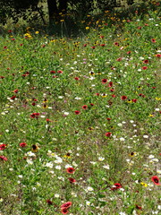 Aphanostephus skirrhobasis