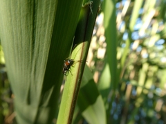 Oedemera croceicollis