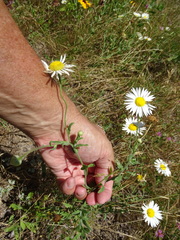 Aphanostephus skirrhobasis