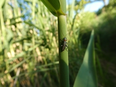 Oedemera croceicollis