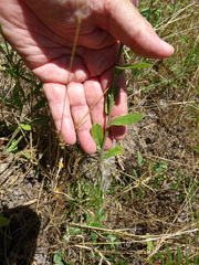 Aphanostephus skirrhobasis