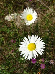 Aphanostephus skirrhobasis