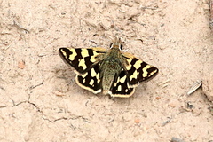 Carterocephalus argyrostigma