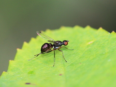 Sepsis fulgens