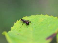 Sepsis fulgens