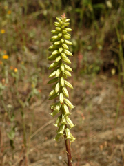 Umbilicus heylandianus