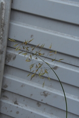 Bromus inermis