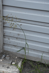 Bromus inermis