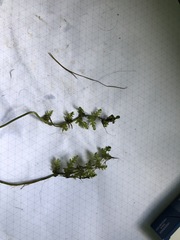 Thelypteris palustris pubescens