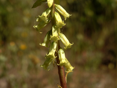 Umbilicus heylandianus