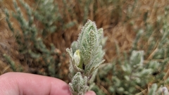 Chloropyron molle hispidum