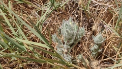 Chloropyron molle hispidum
