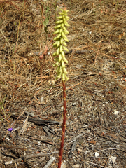 Umbilicus heylandianus