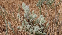 Chloropyron molle hispidum