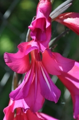 Gladiolus