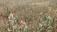 Chloropyron molle hispidum